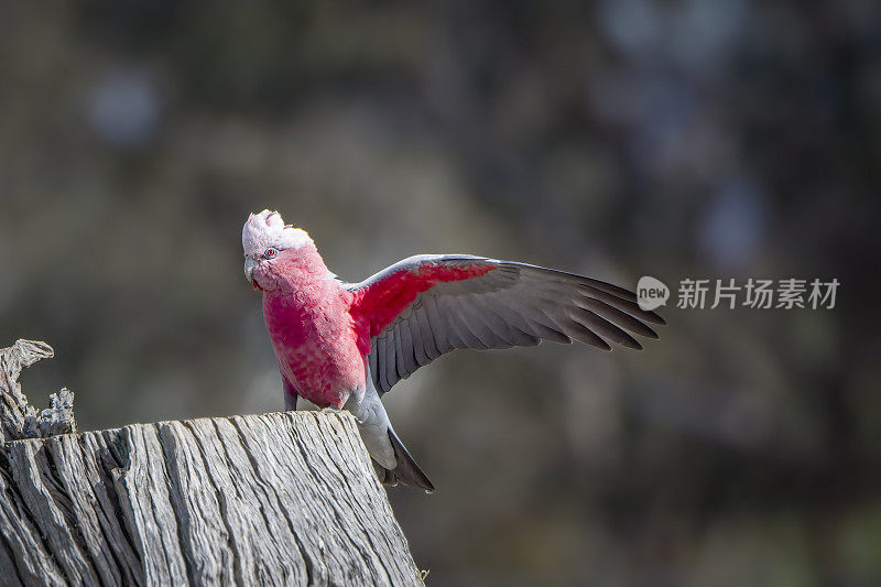 飞行杆(Eolophus roseicapilla)